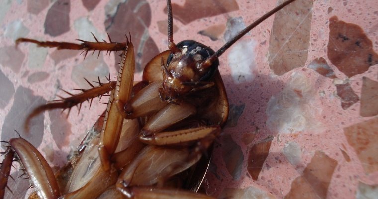 Массовый забег тараканов устроили в Австралии