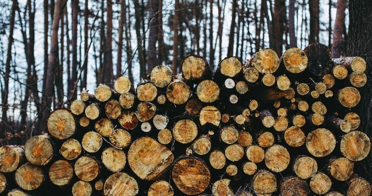 Можгинца осудили за незаконную вырубку 52 хвойных деревьев