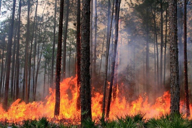 Основной причиной грандиозных пожаров в лесах Калифорнии назвали 11 тыс разрядов молний 