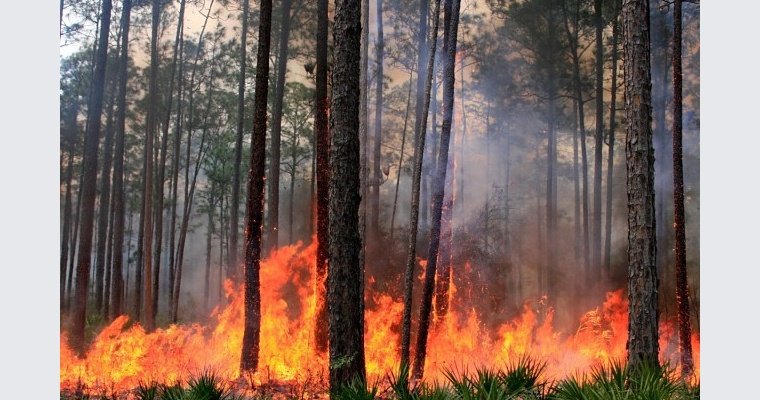 Основной причиной грандиозных пожаров в лесах Калифорнии назвали 11 тыс разрядов молний