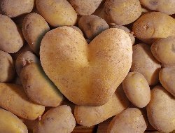 Учёные Удмуртии в 2023 году отпразднуют День картофеля