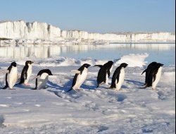 Новый глава молодежного парламента Удмуртии, отмена авиасообщения России и приход коронавируса в Антарктиду: что произошло минувшей ночью