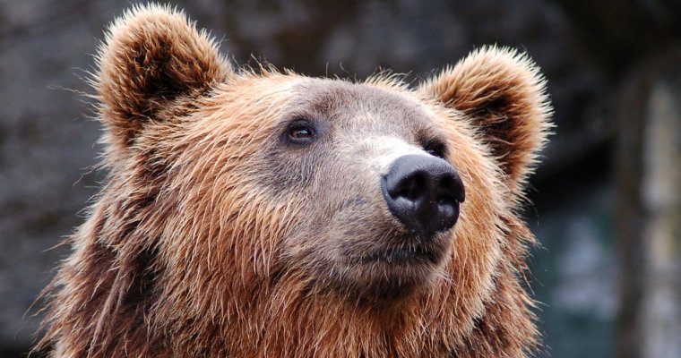 Медведь атаковал школьника на улице сибирского города