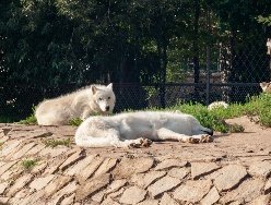 МыСпросилиЗаВас: опасны ли волки в наше время?