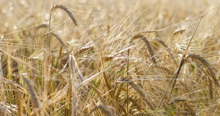 Удмуртия рассчитывает на урожай зерна на уровне прошлого года
