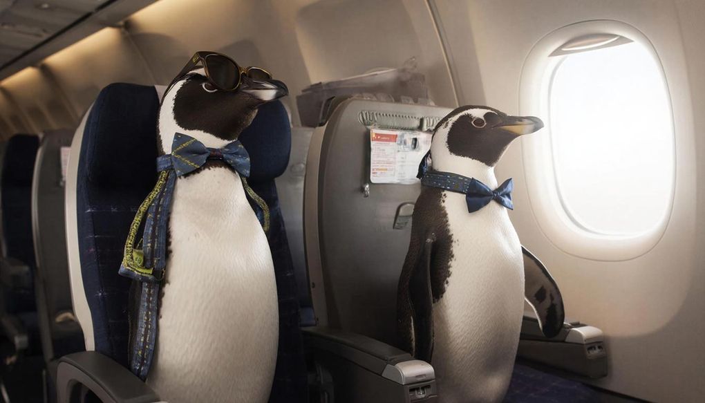 Два пингвина Гумбольдта прибыли из Сочи в Ижевска самолётом «Ижавиа»