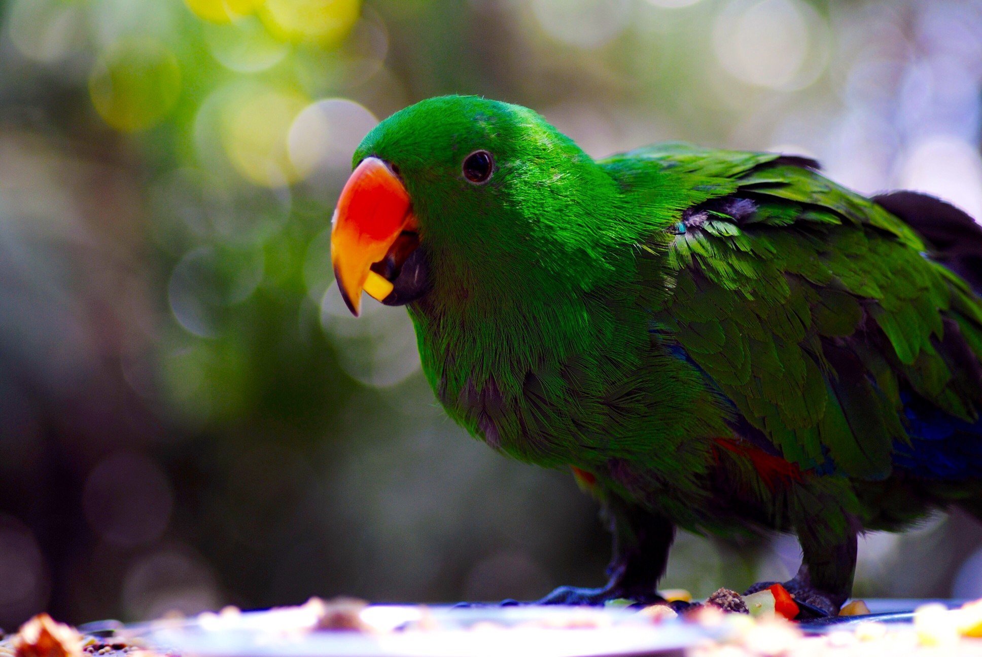 

Говорящий попугай в Австралии не дал хозяину погибнуть в огне

