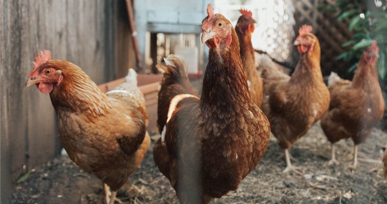 Впервые за 14 лет в Ижевске зафиксировали псевдочуму куриц