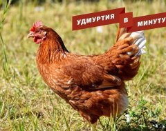 Удмуртия в минуту: новый тренер «Ижстали» и птичий грипп