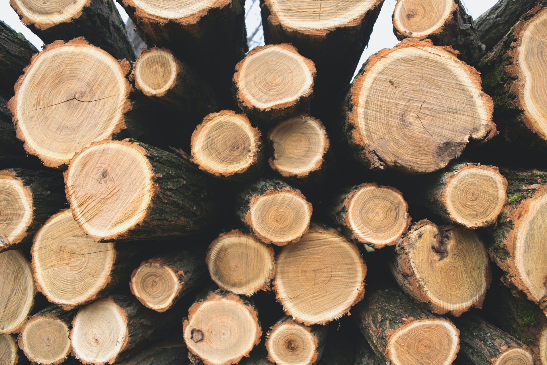 С начала 2023 года из Удмуртии в Казахстан вывезли 1 041 кубометр лесоматериалов