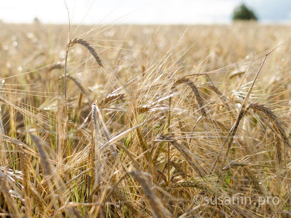 Алнашский район показал самую высокую урожайность зерновых в Удмуртии
