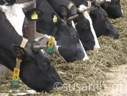 В 3,5 раза вырос экспорт молочной продукции из Удмуртии в 2024 году