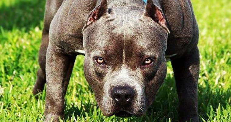 Правительство России утвердило список потенциально опасных пород собак