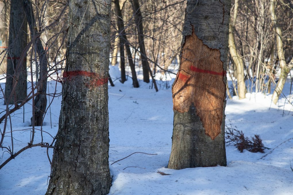 Около 250 заражённых деревьев вырубят в Тимирязевском лесу Ижевска