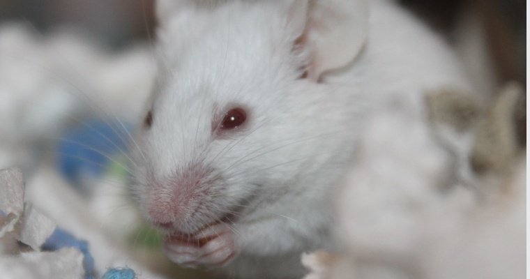 В Ижевске лабораторные животные погибли после «испытания» пэками