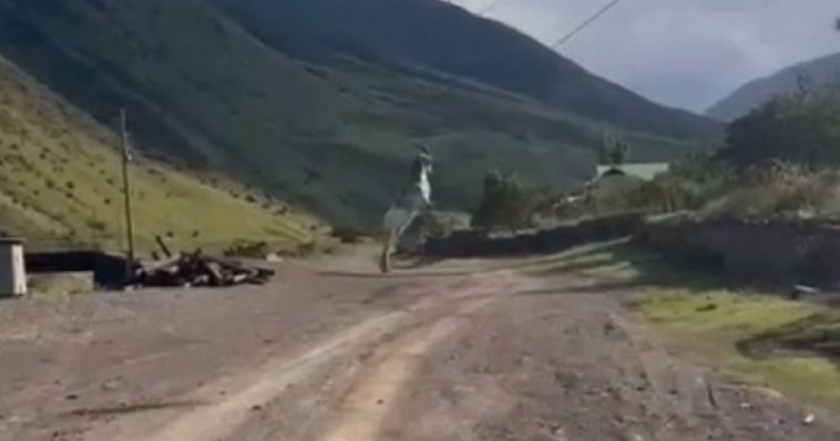 В Дагестане козел зацепился рогами за провода и повис на линии