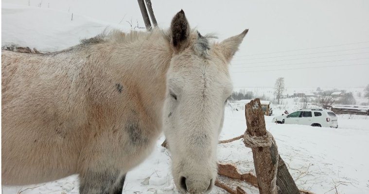У лошадей в деревне Кашабеги под Ижевском не нашли заболеваний
