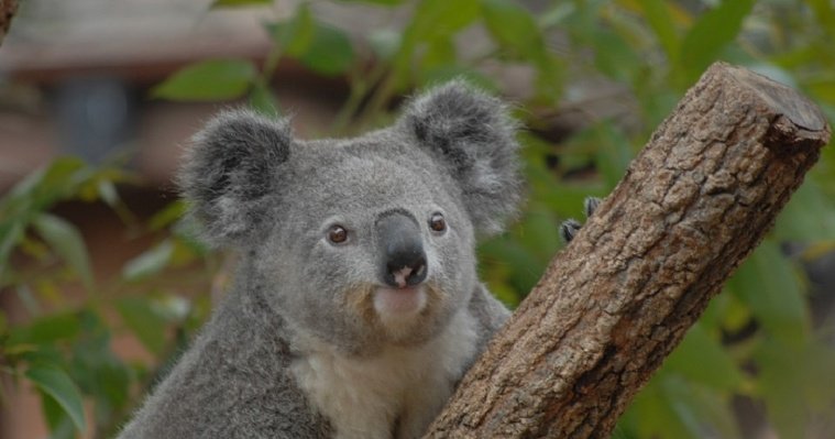 В Австралии наградили собаку, спасшую сотню коал 
