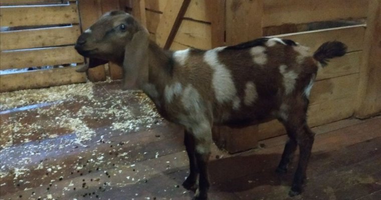Пятнистые нубийские козы появились в ижевском зоопарке