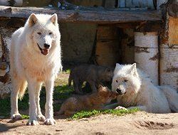 В зоопарке Ижевска родились волчата-близняшки 