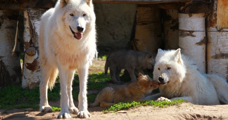 В зоопарке Ижевска родились волчата-близняшки 