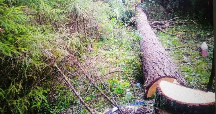 Житель Удмуртии срубил в Дебесском районе деревья на сумму более 370 тысяч рублей 