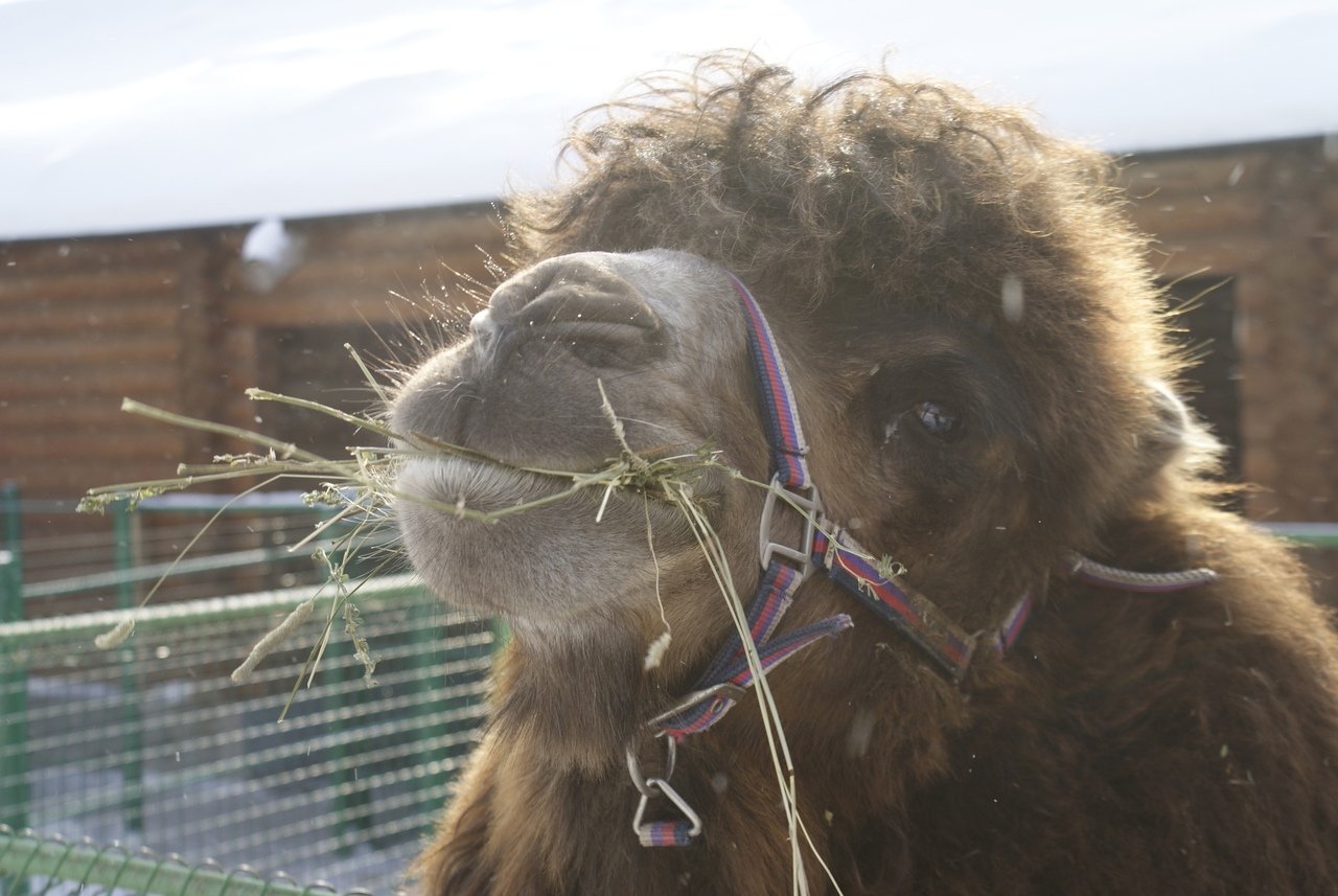 Верблюд Ялик из Ижевского зоопарка отпраздновал шестнадцатилетие