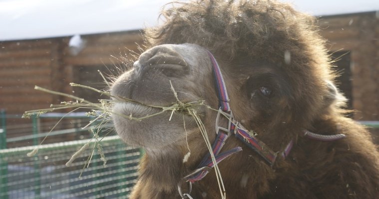 Верблюд Ялик из Ижевского зоопарка отпраздновал шестнадцатилетие