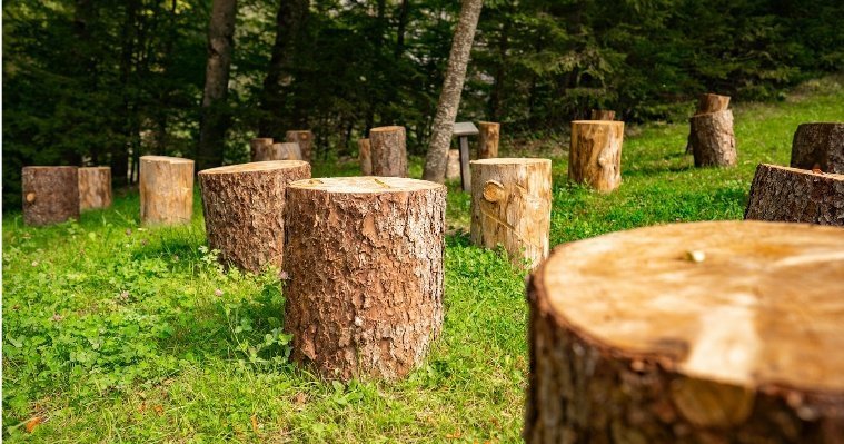 Жителя Удмуртии будут судить за попытку кражи 329 государственных деревьев