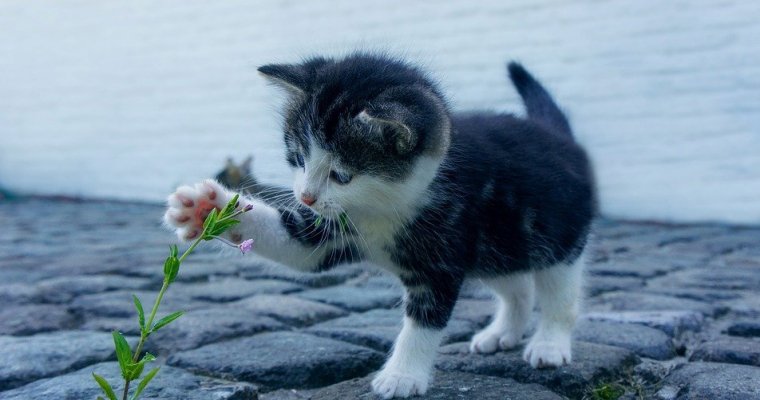 Россияне просят наказать зарубившую котенка девушку