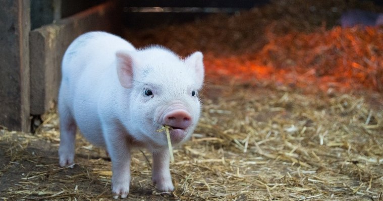 В Удмуртии в свиной вырезке нашли геном вируса африканской чумы свиней