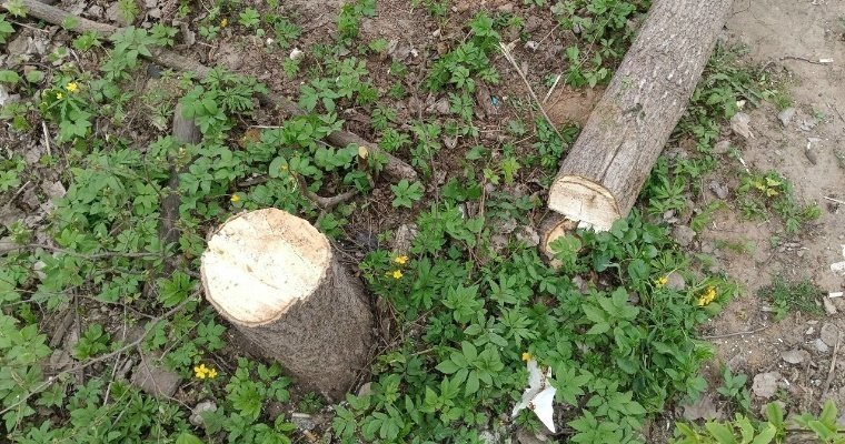 В Удмуртии осудили пенсионера, незаконно срубившего пять деревьев 