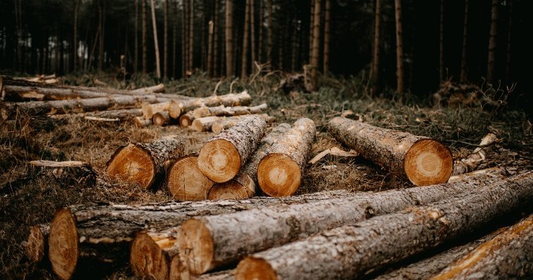 В Удмуртии обвиняют предпринимателя, незаконно срубившего деревья на сумму более 35,5 млн рублей