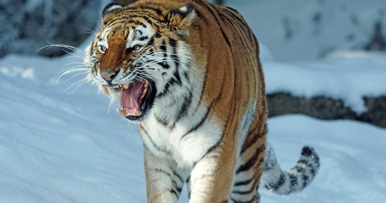 В Приморье охотники спаслись от тигра на дереве