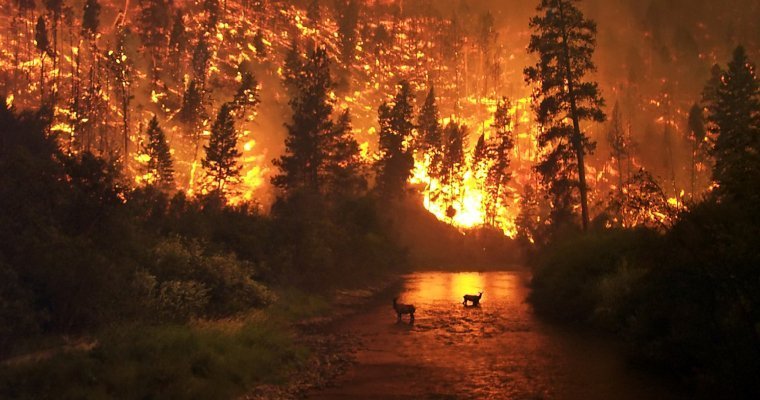 Красноярский губернатор назвал масштабные лесные пожары нормальным явлением