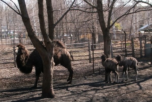 Два верблюжонка появились на свет в зоопарке Пензы