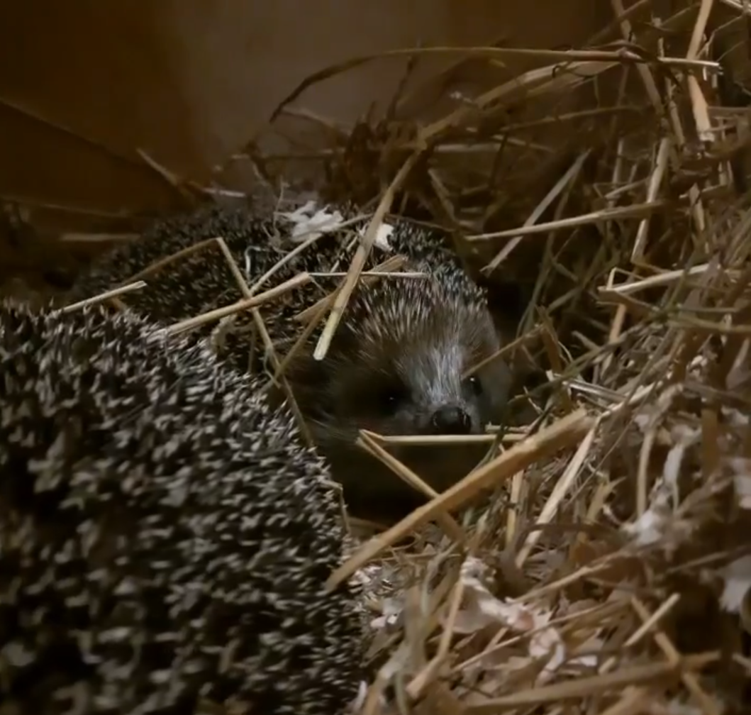 В зоопарке Ижевска из спячки начали выходить ёжики 