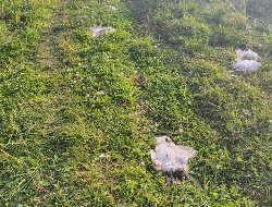 Разбросанные трупы куриц обнаружили жители деревни в Якшур-Бодьинском районе