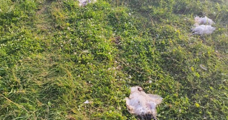 Разбросанные трупы куриц обнаружили жители деревни в Якшур-Бодьинском районе