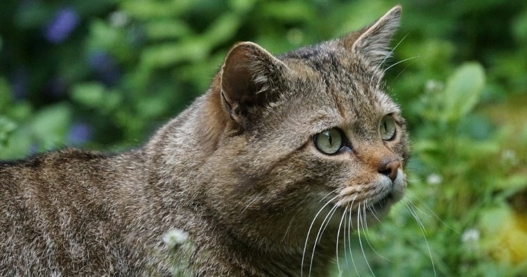 В осаде: лесной кот не выпускал из башни Золлинг в Германии группу туристов