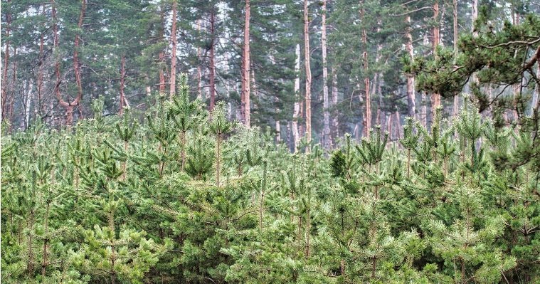 Осенью в Удмуртии на территории более 5 тысяч гектаров пройдут работы по лесовосстановлению 