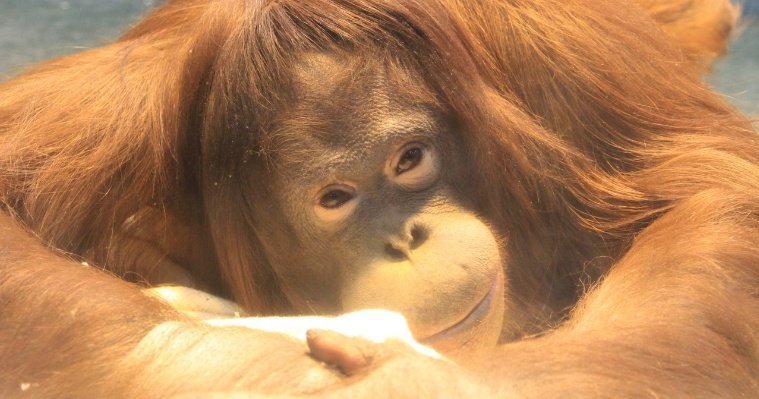Ижевчане могут приготовить угощения и подарки на день рождения орангутана Лолы