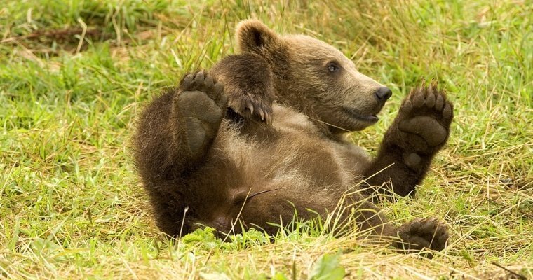На территорию Академии биатлона в Красноярске зашел медведь