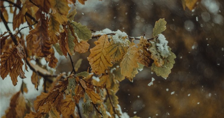 Дожди с мокрым снегом пройдут в Удмуртии в первый день ноября