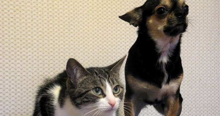 Собак и кошек в Ижевске бесплатно привьют от бешенства