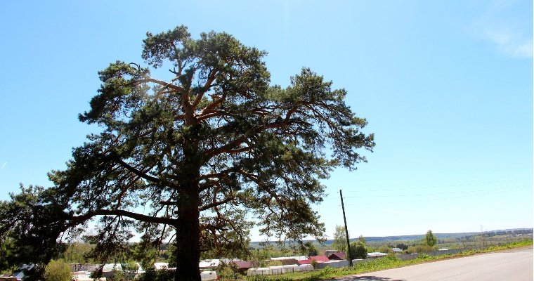 Одно из вековых деревьев Удмуртии представит республику на всероссийском конкурсе