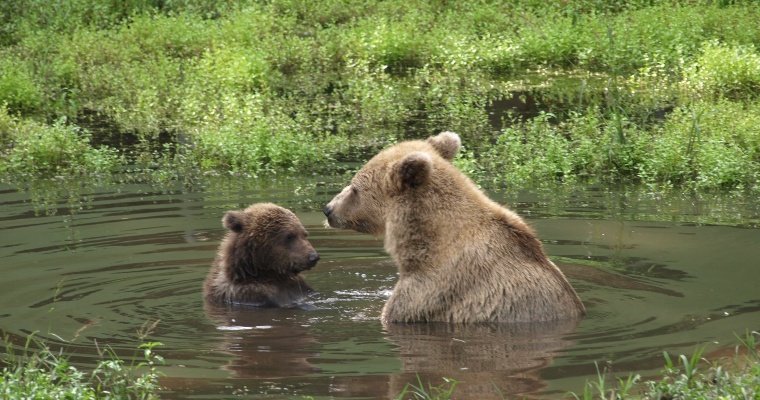 Медведица с медвежонком вышли к людям в Киясовском районе