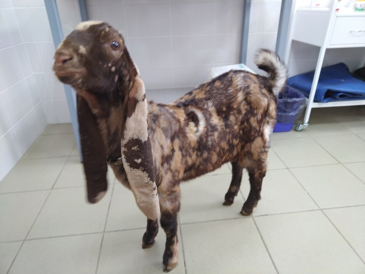 Ветеринары Ижевска провели операцию по удалению пупочной грыжи у козленка редкой породы