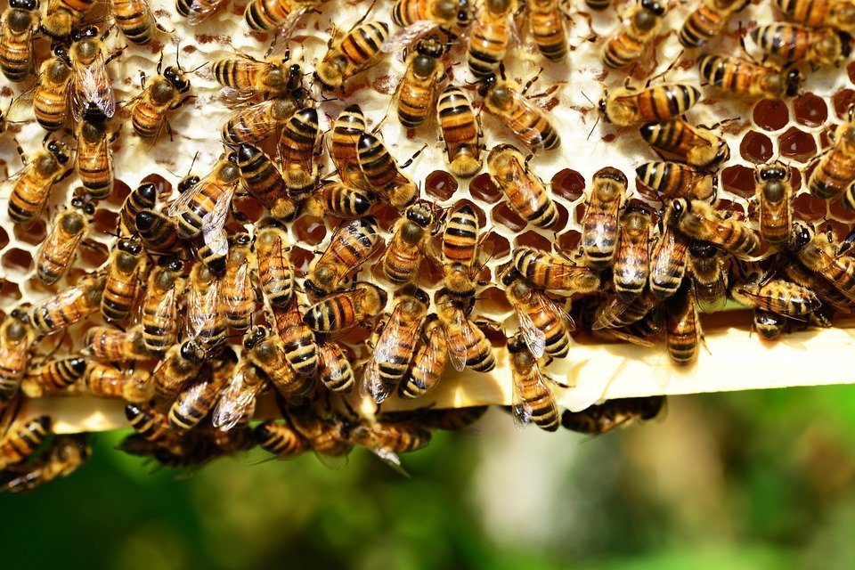 Предпринимателя оштрафовали за массовую гибель пчёл в Алнашском районе