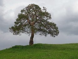 360-летняя сосна в селе Зура претендует на звание дерева года